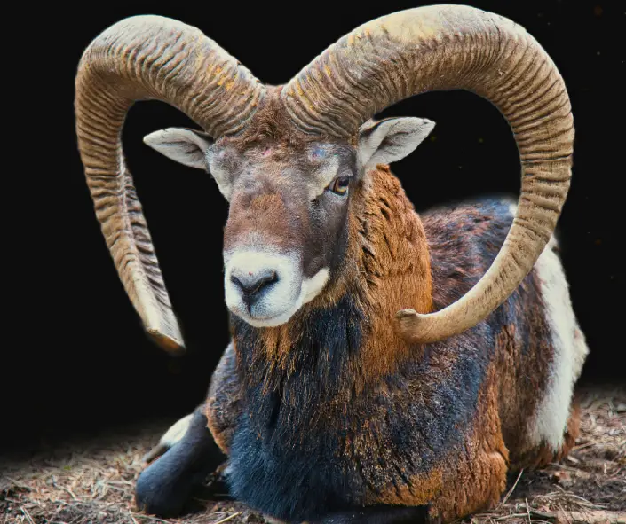 Dogs & Daily Life: Aries in the 6th House