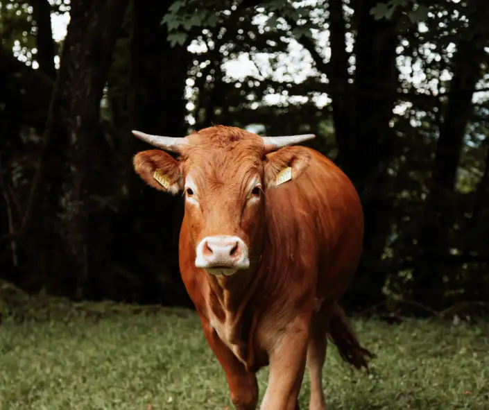 Dogs & Daily Life: Taurus in the 6th House