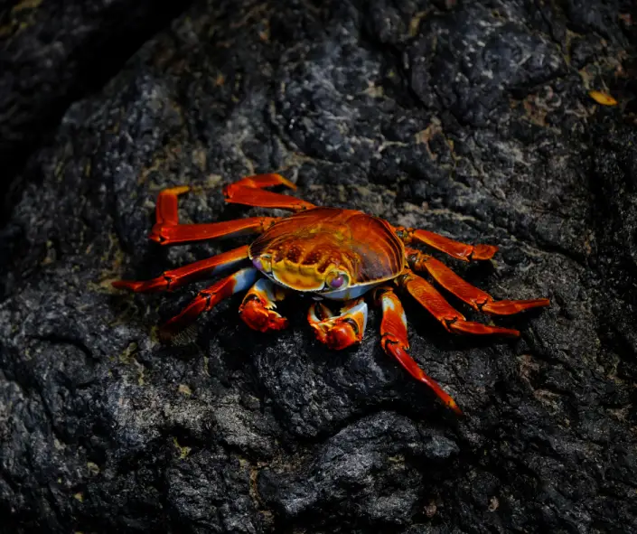 Dogs & Daily Life: Cancer in the 6th House