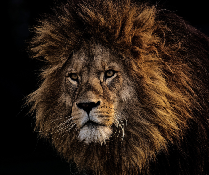 Dogs & Daily Life: Leo in the 6th House