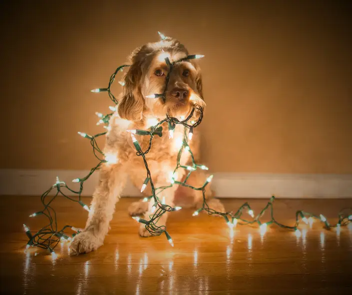 A Magical Christmas Tarot Spread for Dog Guardians