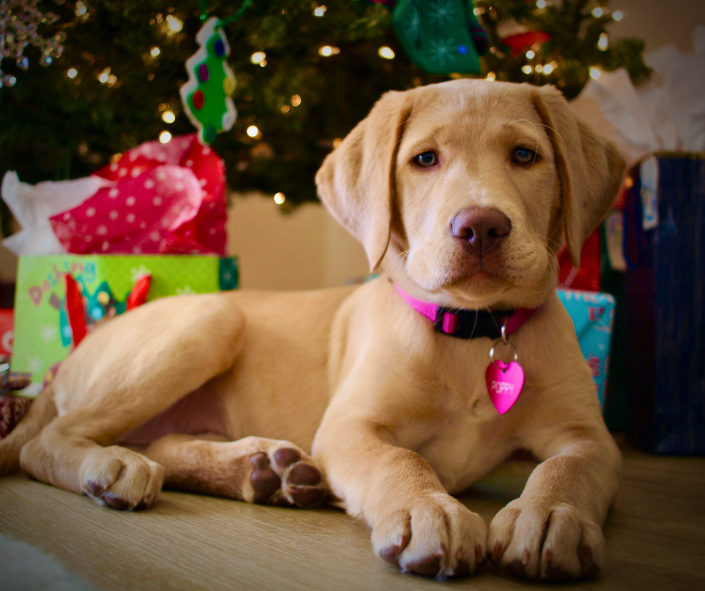 2025 Holiday Season: The Astrology of Love, Dogs & Devotion