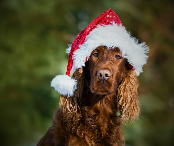 Paws & Presents: A Holiday Tarot Spread for Dog Lovers