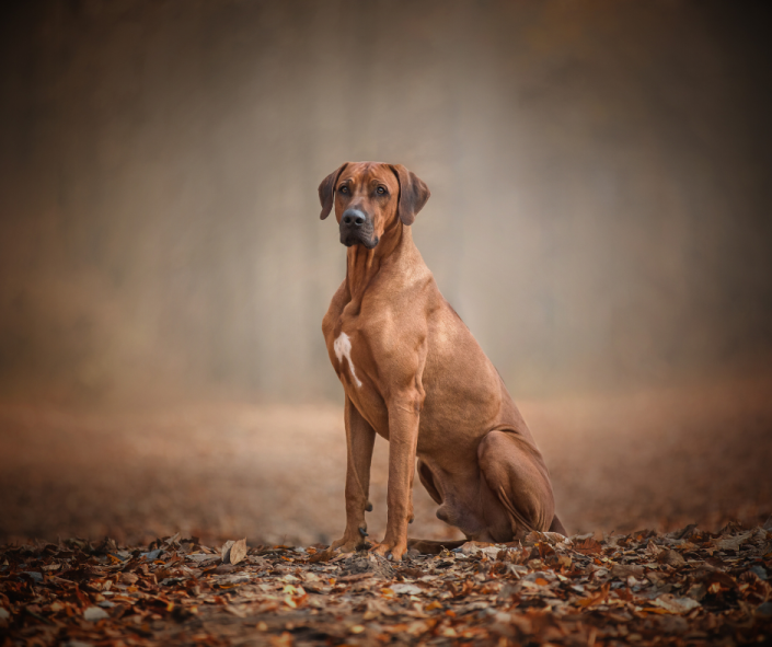 Dog Dreams: What it Means to See a Rhodesian Ridgeback