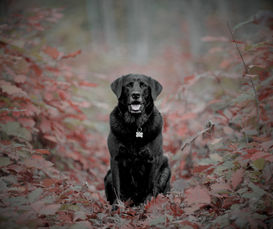 Dog Dreams: The Symbolism That Lies Within