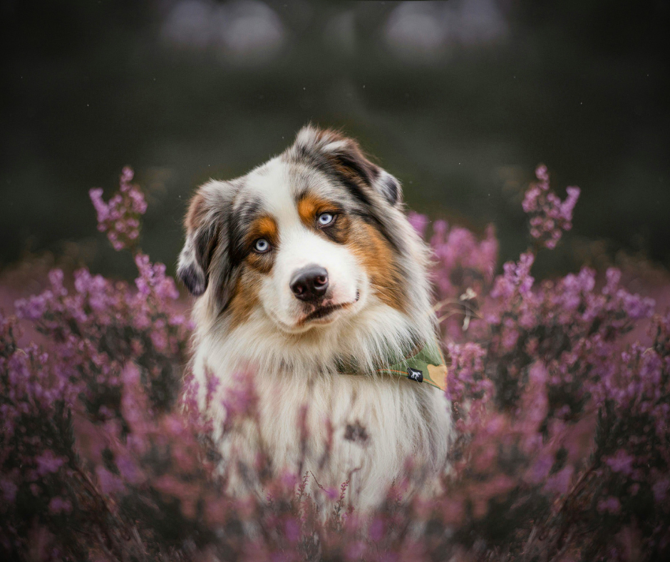 Dog Dreams: What it Means to See an Australian Shepherd