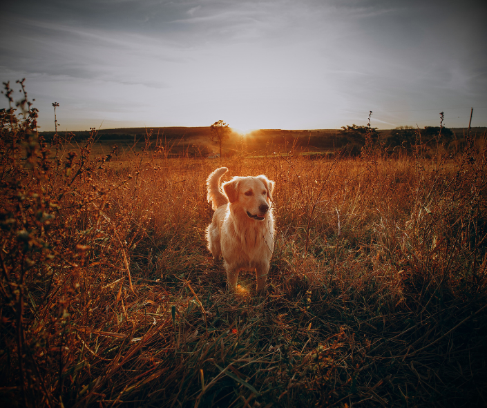 Your Rising Sign: The Energy Your Dog First Met