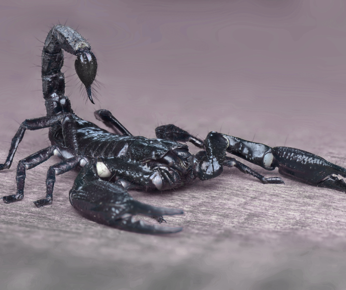 Dogs & Daily Life: Scorpio in the 6th House