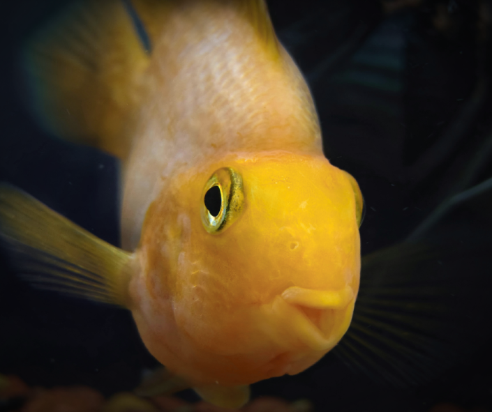 Dogs & Daily Life: Pisces in the 6th House