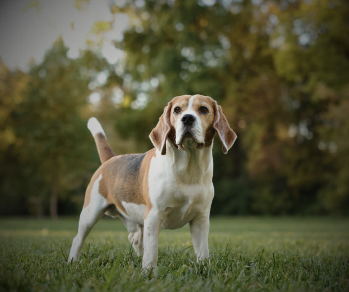 Dog Dreams: What it Means to See a Beagle
