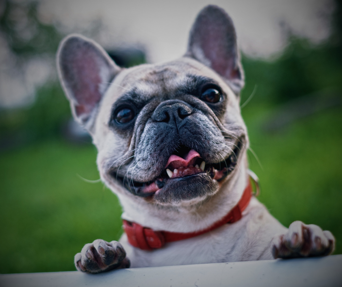 Dog Dreams: What it Means to See a French Bulldog
