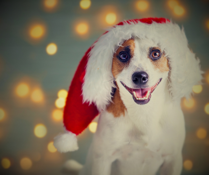 How Your Dog Feels Holiday Love: Your Natal Venus