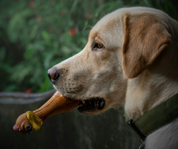 Dog Dreams: What it Means to See a Labrador Retriever
