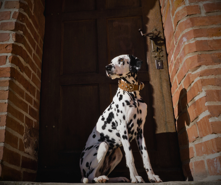Dog Dreams: What it Means to See a Dalmatian