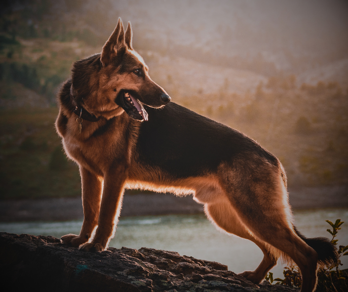Dog Dreams: What it Means to See a German Shepherd