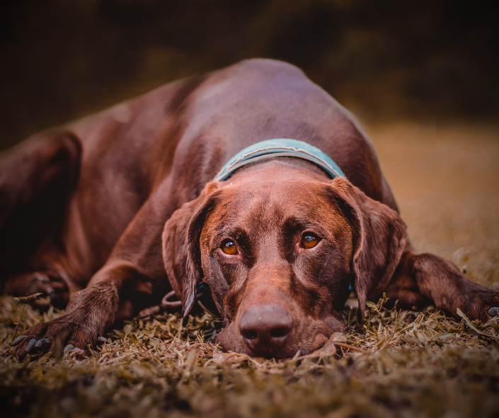 How Your Undefined Centers Shape Your Dog Guardianship