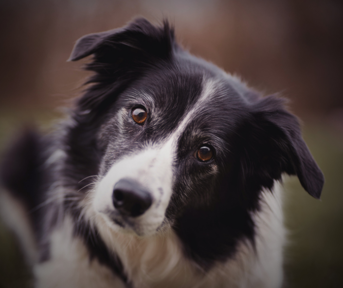 Dog Dreams: What it Means to See a Border Collie