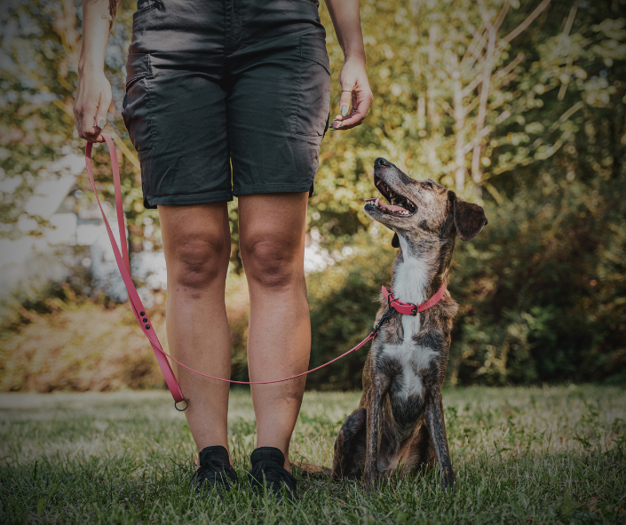 Dog Training Made Easy with Human Design