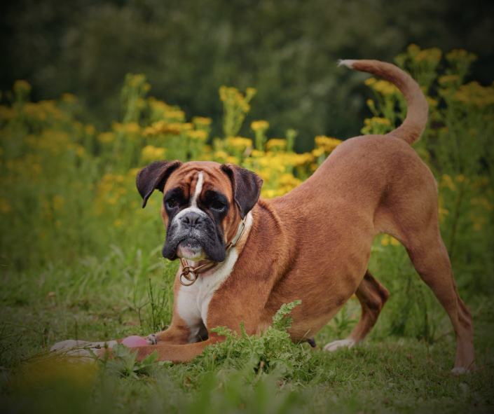 Dog Dreams: What It Means To See A Boxer