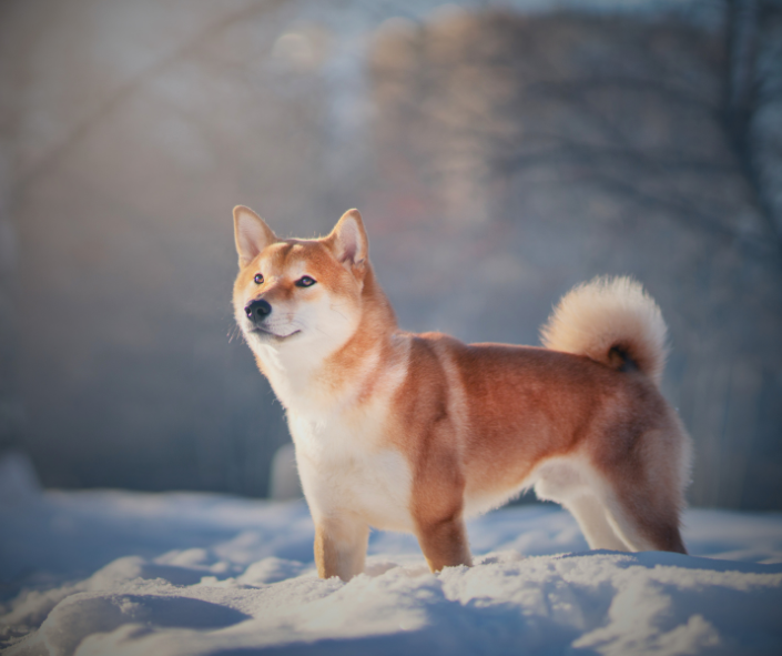 Dog Dreams: What it Means to See a Shiba Inu