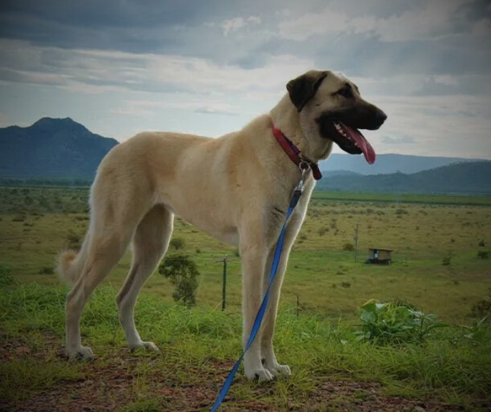Anatolian Shepherd Energy: Who Aligns With This Spirit?