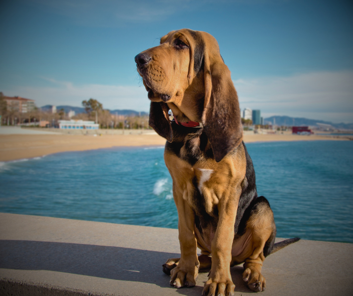 Bloodhound Energy: Who Aligns With This Spirit?