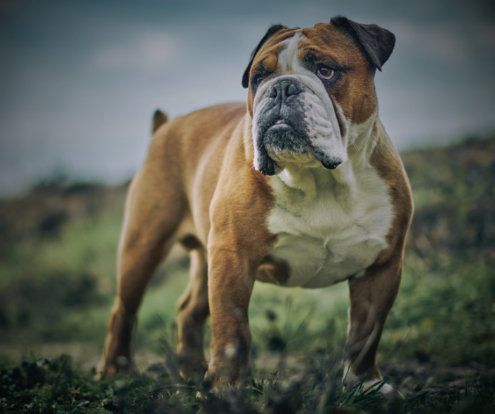 Dog Dreams: What it Means to See A Bulldog
