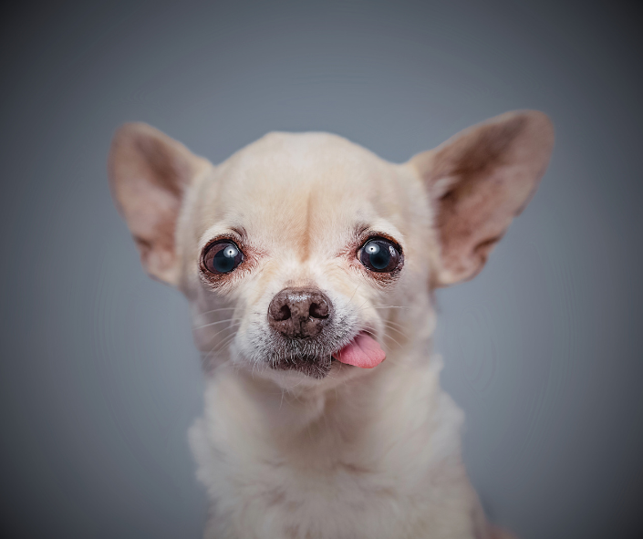 Dog Dreams: What It Means to See a Chihuahua