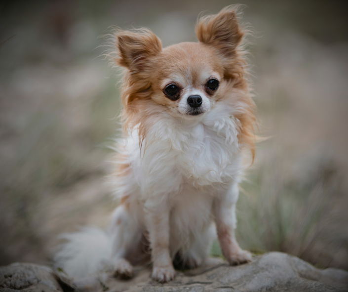Chihuahua Energy: Who Aligns With This Spirit?