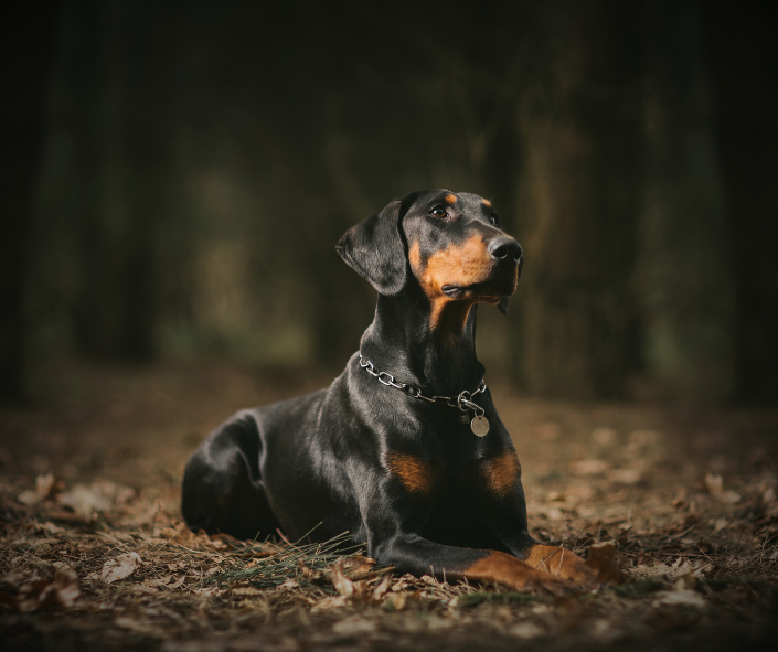 Dog Dreams: What It Means to See a Doberman Pinscher