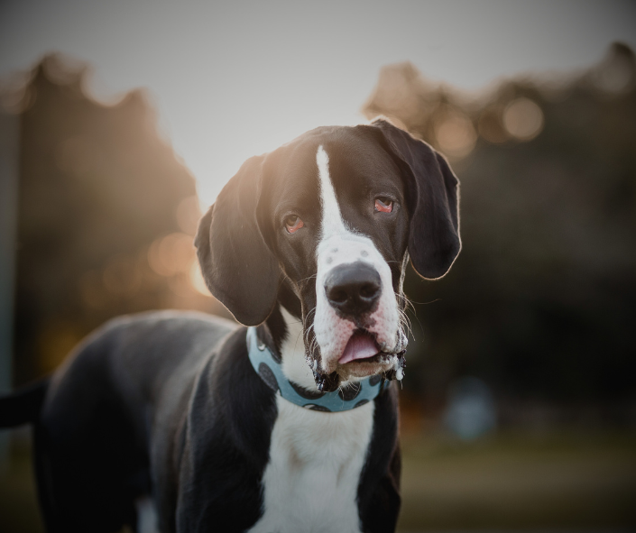 Great Dane Energy: Who Aligns With This Spirit?