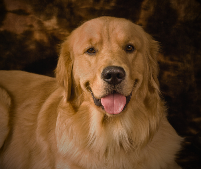 Dog Dreams: What It Means to See a Golden Retriever
