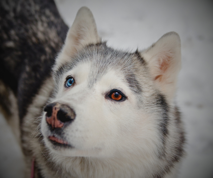 Dog Dreams: What It Means to See a Siberian Husky