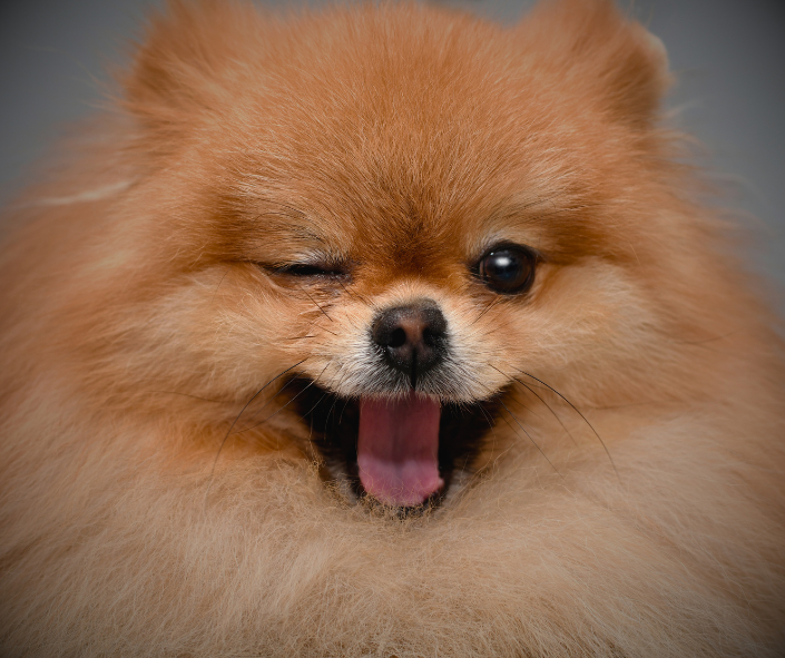 Dog Dreams: What It Means to See a Pomeranian