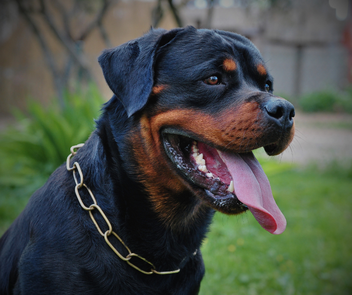 Dog Dreams: What It Means to See a Rottweiler