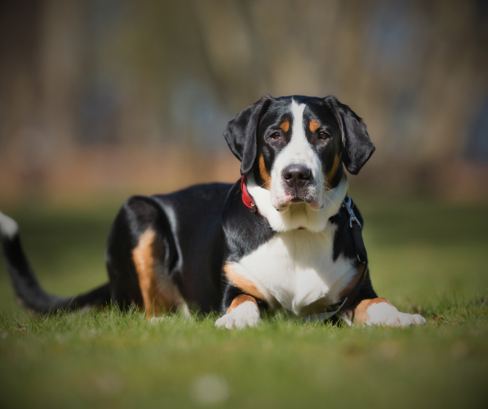 Greater Swiss Mountain Dog Energy: Who Aligns With This Spirit?