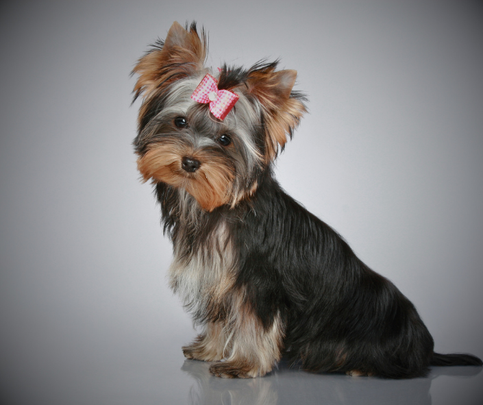Yorkshire Terrier Energy: Who Aligns With This Spirit?