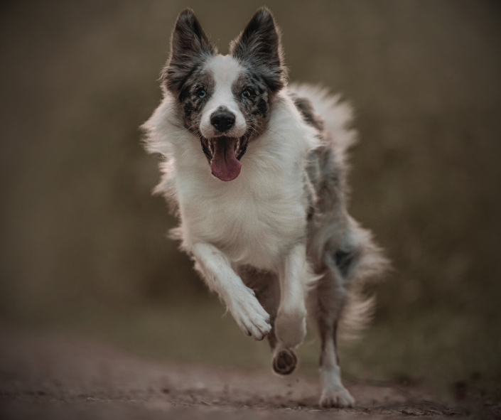 Border Collie Energy: Who Aligns With This Spirit?