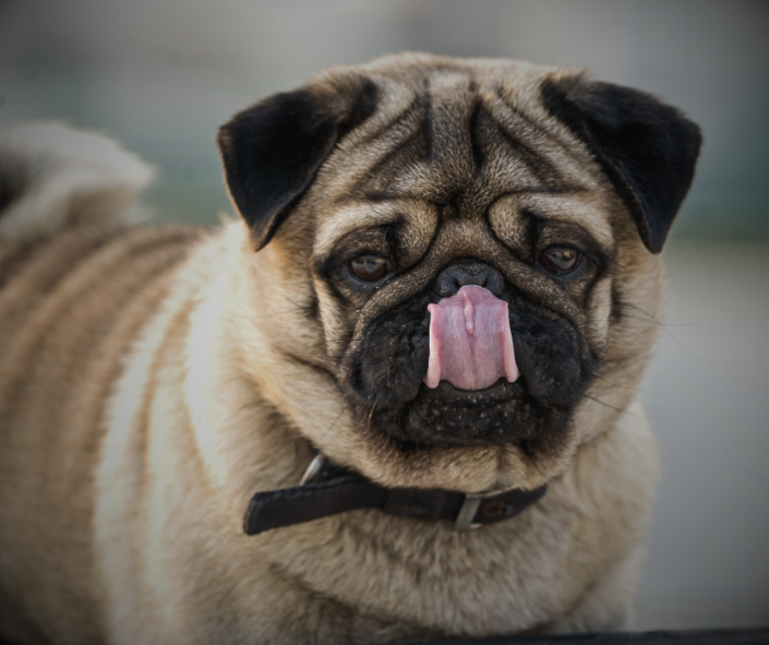 Pug Energy: Who Aligns With This Spirit?