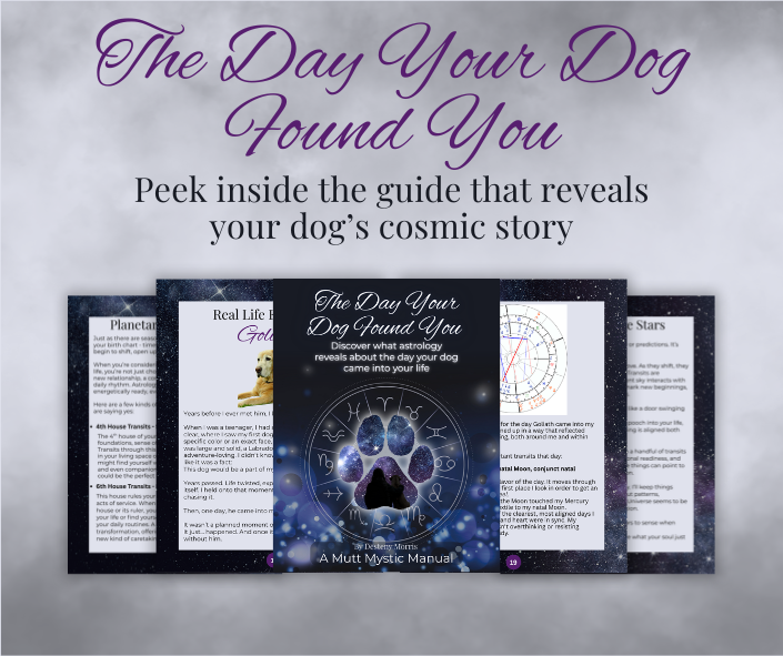 The Hidden Meaning Behind the Day Your Dog Found You
