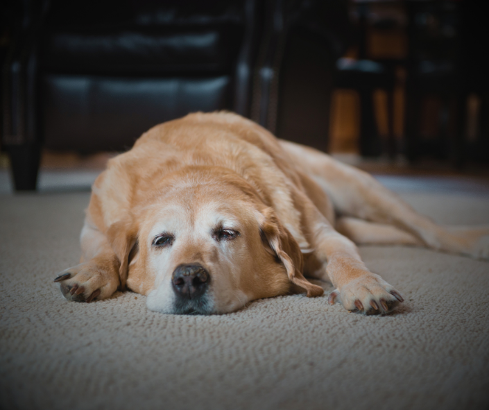 How to Cope With Dog Loss & Manage the Heartache