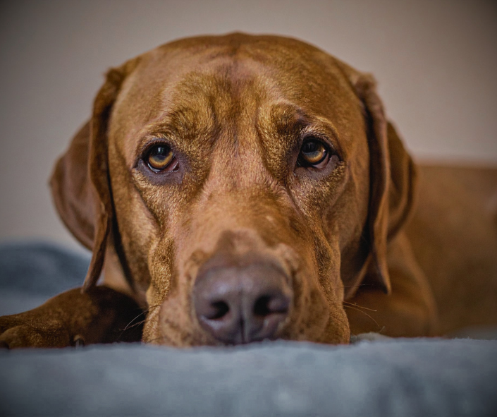 Helping Your Dog Heal After Losing A Dog They Love