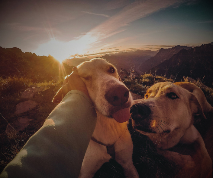 Why Did I Dream About My Dead Dog?